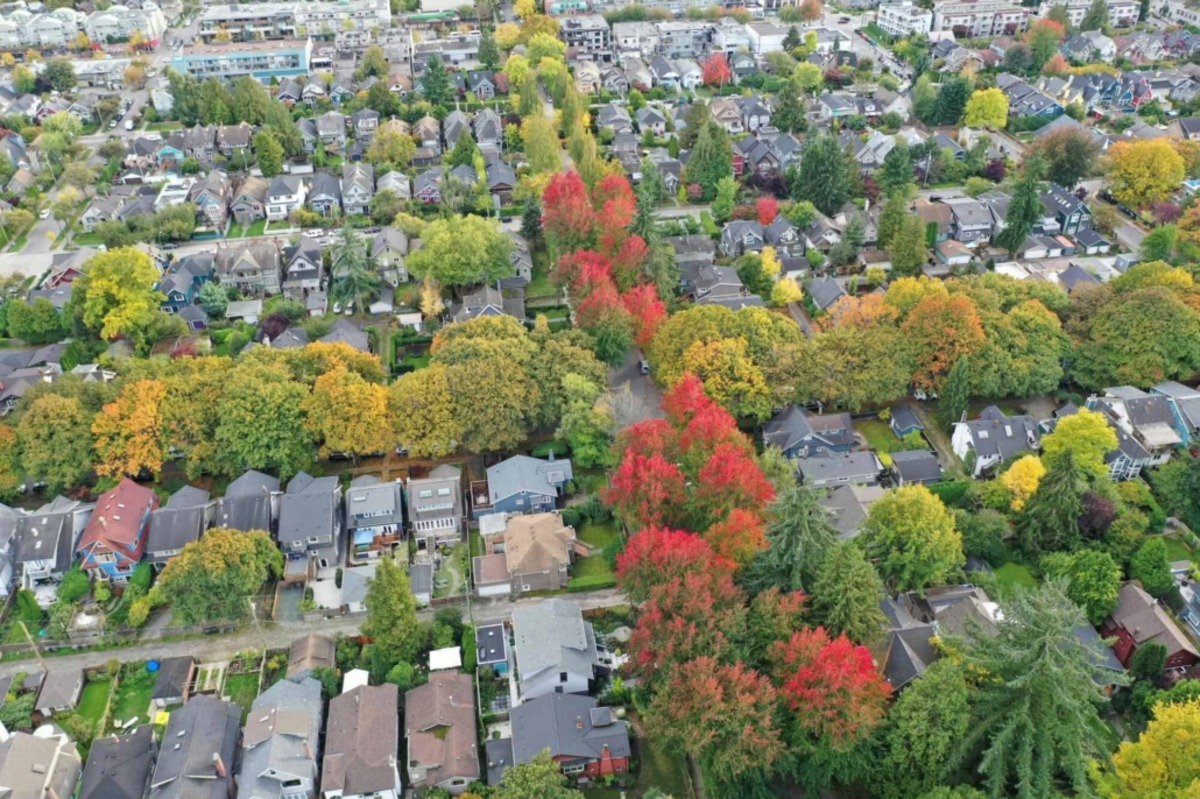 Understanding the Impacts of Tree Services on Urban Environments